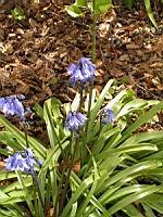 Hyacinthoides non-scripta (fam. Asparagacees) (2) (Photo F. Mrugala)